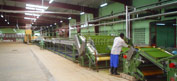 Tea Processing Machinery