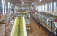 Tea Fermentation machine